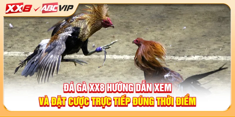 Đá gà XX8 hướng dẫn xem và đặt cược trực tiếp đúng thời điểm