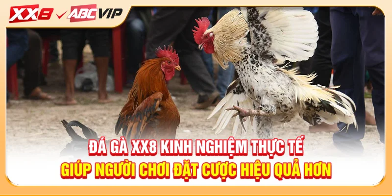 Đá gà XX8 kinh nghiệm thực tế giúp người chơi đặt cược hiệu quả hơn