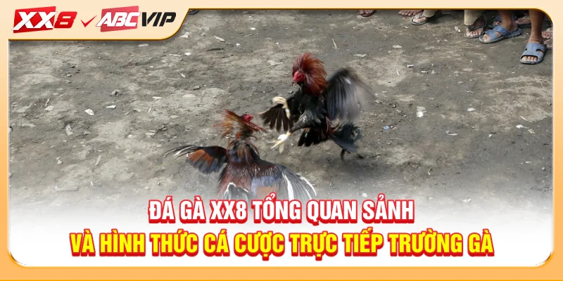 Đá gà XX8 tổng quan sảnh và hình thức cá cược trực tiếp trường gà